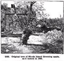 Rhode_Island_Greening_original_apple_tree_in_Foster_RI